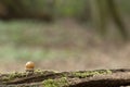 Acorn on southampton common