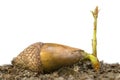 Acorn sprouting Royalty Free Stock Photo