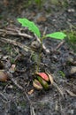 From small acorn mighty oak trees grow, sprout in a forest Royalty Free Stock Photo