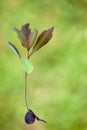 An acorn sprouting an oak Royalty Free Stock Photo