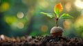 an acorn sprouting into a small seedling, symbolizing Royalty Free Stock Photo