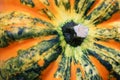 Acorn squash Royalty Free Stock Photo