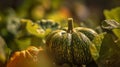 A close up of Vegetable Acorn Squash plant in a plantation