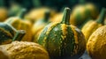 A close up of Vegetable Acorn Squash plant in the forest