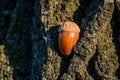 Acorn to oak bark