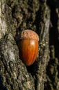 Acorn to oak bark