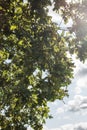 Acorn tree with acorns growing