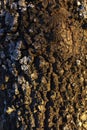 Acorn tree bark, holm oak, with moss in Spain