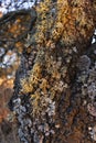 Acorn tree bark, holm oak, with moss in Spain