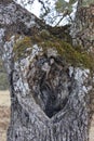 Acorn tree bark, holm oak, with moss in Spain