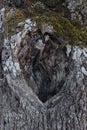 Acorn tree bark, holm oak, with moss in Spain