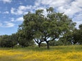 Acorn tree in Extremadura
