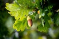 Acorn on a tree among the leaves. Oak branch Royalty Free Stock Photo