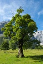 Acorn tree on mountain pasture in the summer sun