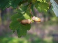 acorn on the tree. oak leaves. clouseup