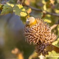 Acorn of Turkey oak Royalty Free Stock Photo