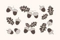 Acorn vector icon, oak nut, leaf and branch, Autumn or Christmas decoration set. Nature illustration Royalty Free Stock Photo