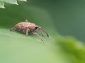 Acorn weevil - Curculio glandium Royalty Free Stock Photo