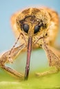 Acorn Weevil, Curculio glandium, Nut Weevil , Curculio nucum Royalty Free Stock Photo