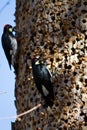 Acorn Woodpecker Royalty Free Stock Photo