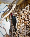 Acorn Woodpecker