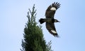 Acorn Woodpecker