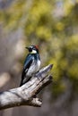 Acorn Woodpecker