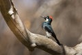 Acorn Woodpecker