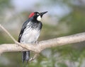 Acorn Woodpecker Royalty Free Stock Photo