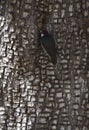 Acorn woodpecker blends quietly into bark background