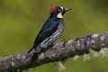 Acorn Woodpecker in Costa Rica Royalty Free Stock Photo