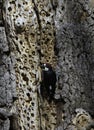 Acorn woodpecker at the larder