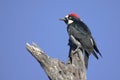 Acorn Woodpecker (Melanerpes formicivorus)