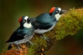 Acorn Woodpecker, Melanerpes formicivorus. Beautiful bird sitting on the green mossy branch in habitat, Costa Rica. Birdwatching Royalty Free Stock Photo