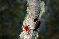 Acorn Woodpecker, Melanerpes formicivorus. Beautiful bird sitting on the green and orange lichen branch, nesting hole. Royalty Free Stock Photo