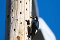 Acorn Woodpecker, Melanerpes formicivorus Royalty Free Stock Photo