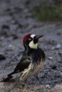 Acorn woodpecker on Mt. Lemmon Scenic Byway in Tucson Royalty Free Stock Photo
