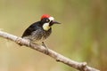 Acorn Woodpecker Royalty Free Stock Photo