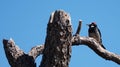 An Acorn Woodpecker Sits High in a Large Tree