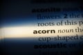 Acorn