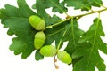 Acorns Royalty Free Stock Photo