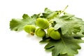 Acorns Royalty Free Stock Photo