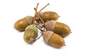 Acorns Royalty Free Stock Photo