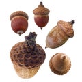 Acorns