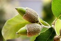 Acorns Royalty Free Stock Photo