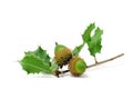 Acorns Royalty Free Stock Photo