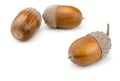 Acorns