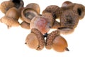 Acorns