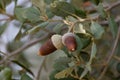 Acorns already ripe on the branches of an oak