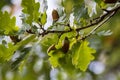 Acorns in autumn on an oak branch